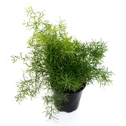 4" Fern Asparagus Sprengerii